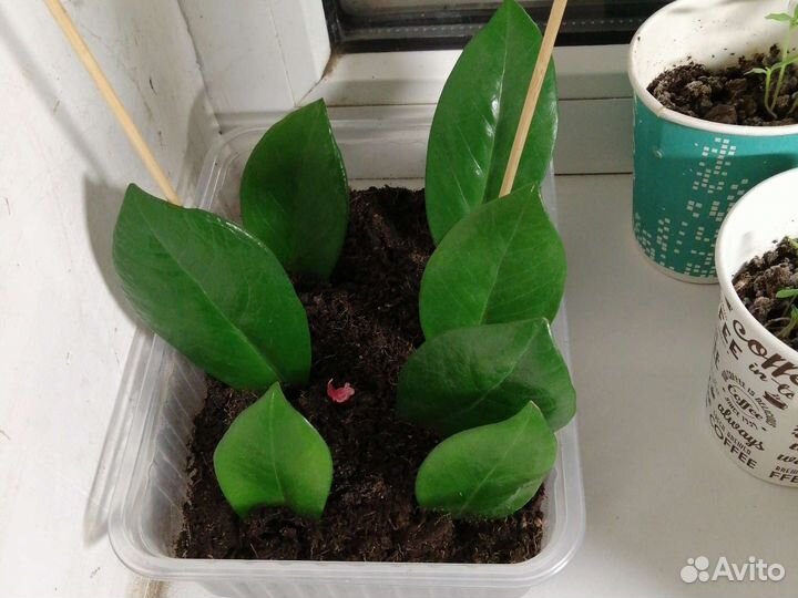 Зимиокулькас лист