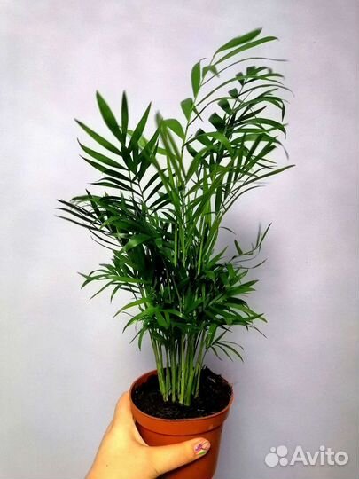 Хамедорея элеганс