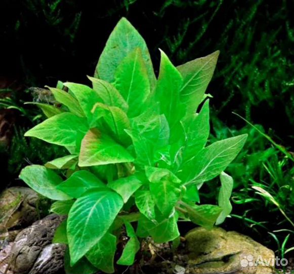 Аквариумное растение