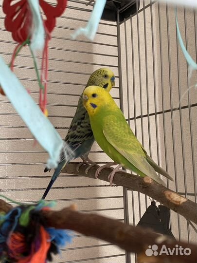 Два волнистых попугая с клеткой