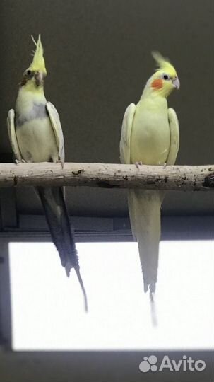 Попугаи Корелла