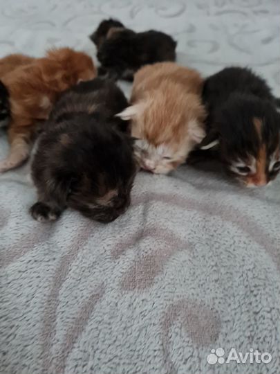 Сибирские котята