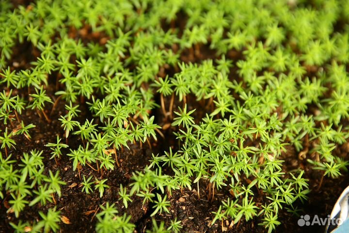 Семена туи Брабант Колумна Смарагд