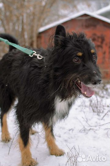 Очаровательный Балу ищет дом