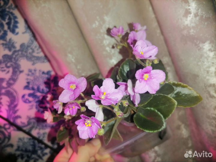 Фиалки мини