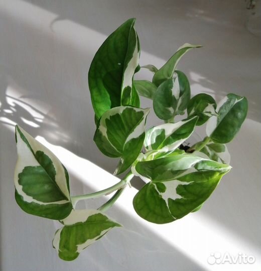 Сциндапсус Н Джой