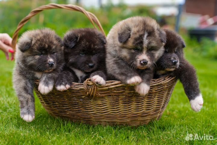 Щенки Японской акиты