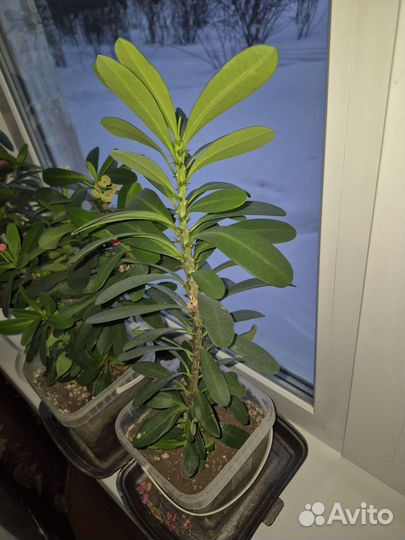 Молочай миля