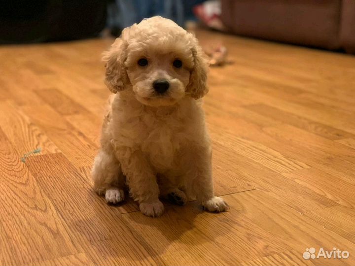 Домашняя передержка