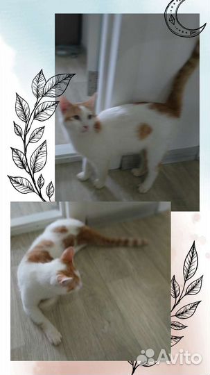 Котенку нужен дом