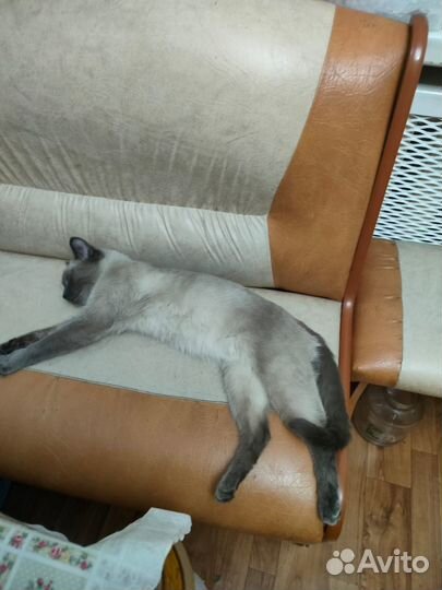 Отдадим сиамскую кошечку в добрые руки