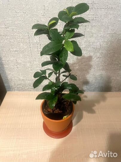 Сортовые фикусы большие и маленькие