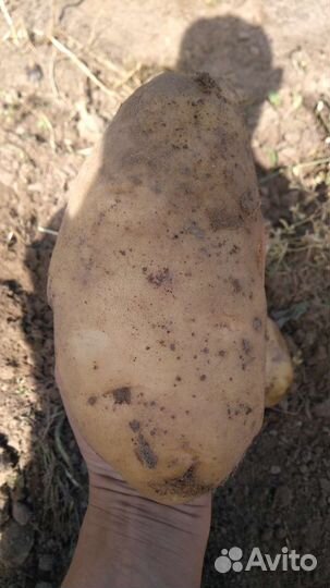 Картофель сортовой семенной