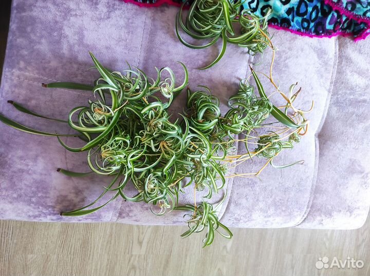 Комнатные растения