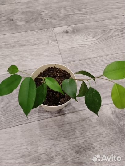 Фикус бенджамина