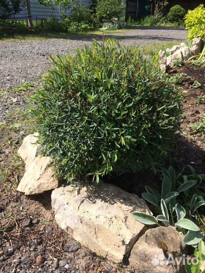 Ивы шаровидные Нана Грацилис и Хакуро Нишики