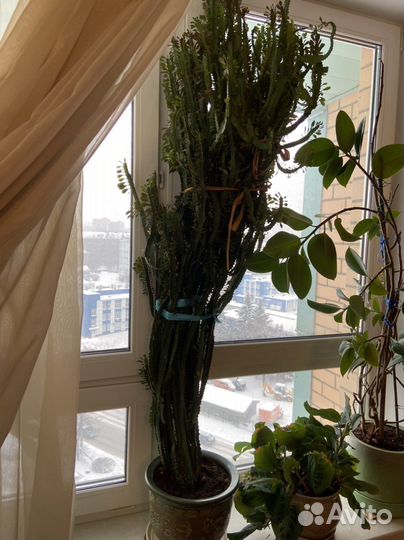 Молочай трехгранный 185 см