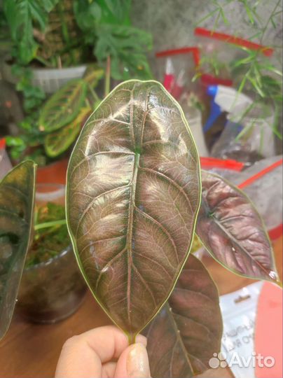 Алоказия Азлани