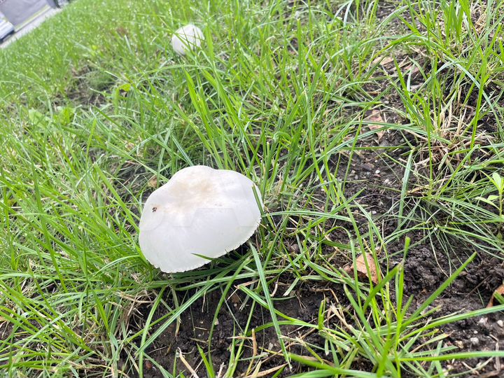 Участок 80 га (СНТ, ДНП)