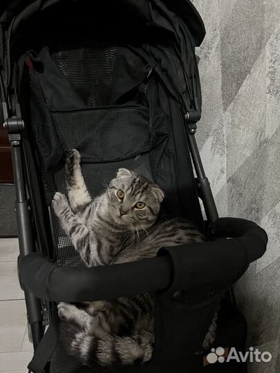Отдам кота в добрые руки
