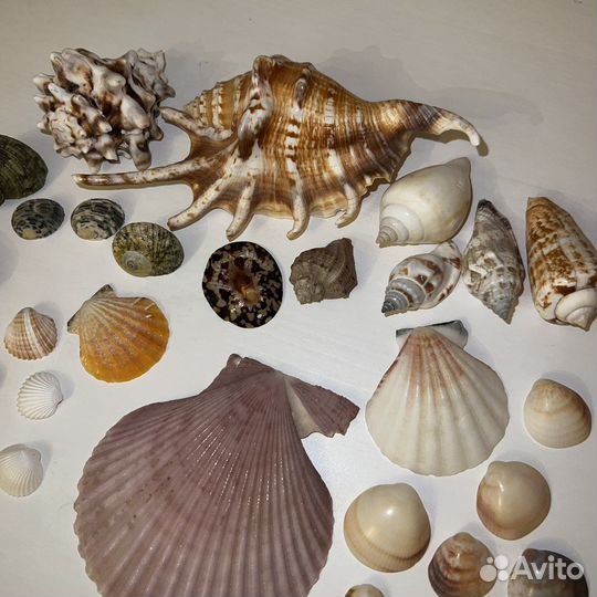 Набор микс из 30 ракушек