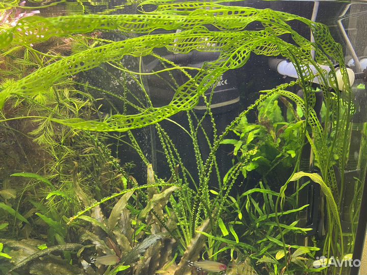 Аквариумные растения
