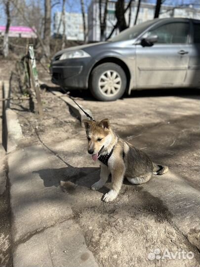 Щенок в добрые руки
