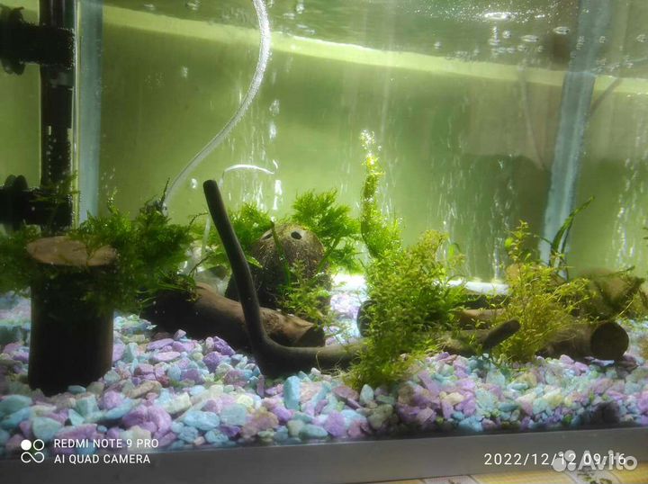 Растения на корягах