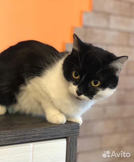 Кошка ищет семью