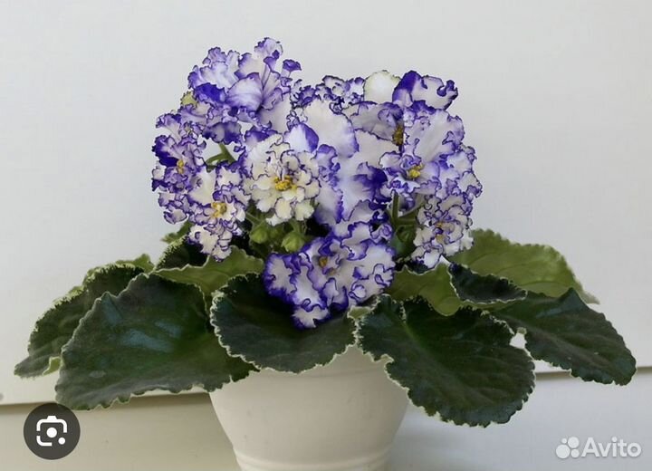 Детки сортовых фиалок