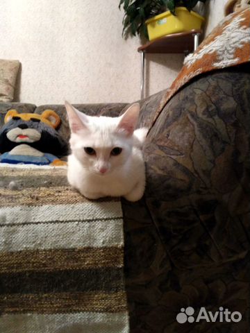 Отдам в хорошие руки