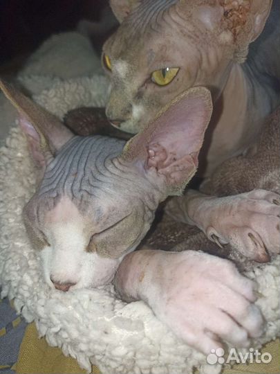 Котята