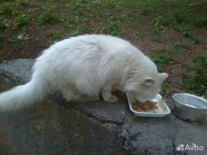 Ласковая кошечка бесплатно