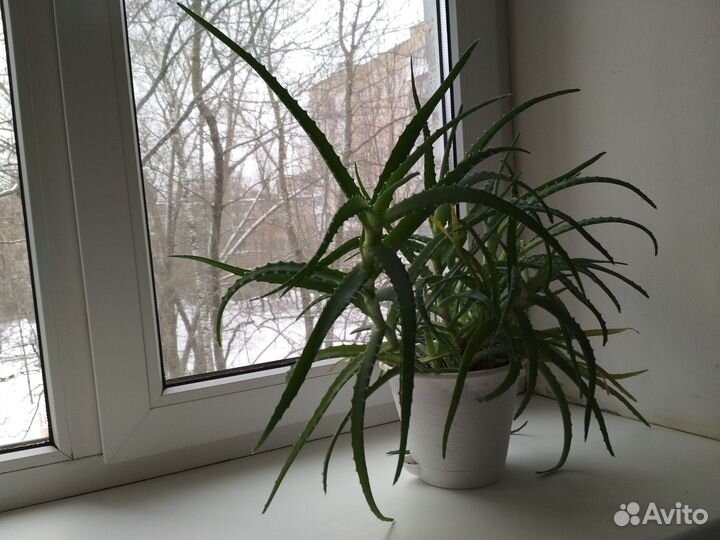 Алоэ (столетник) более 3 лет