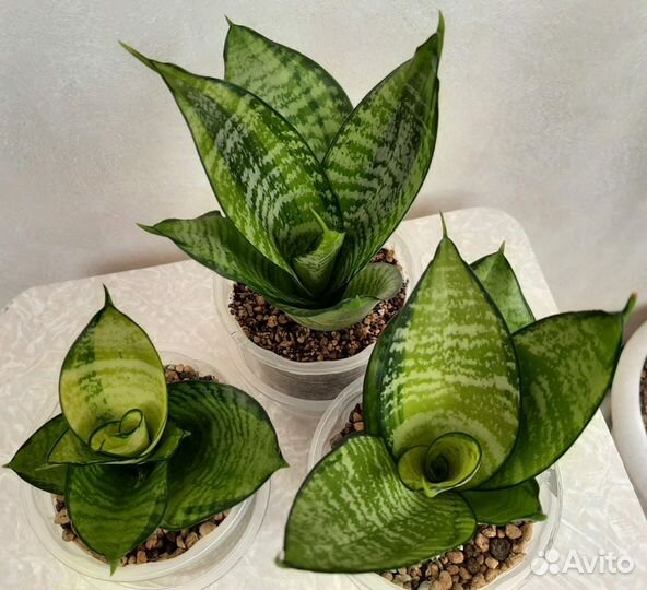 Сансевиерии ханни Филиппин