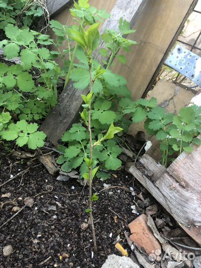 Саженцы вишни