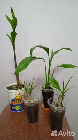 Комнатные цветы