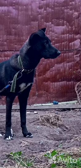 Собака пёс кобель Гор