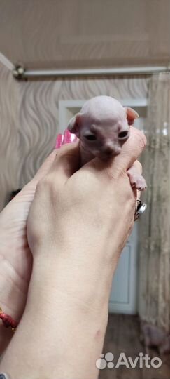 Канадский сфинкс котенок девочка