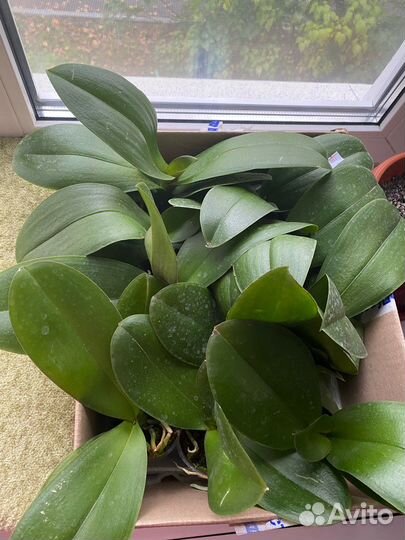 Орхидея фаленопсис биг лип Единорог