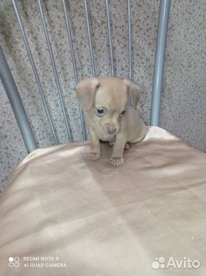 Той-терьер мальчик