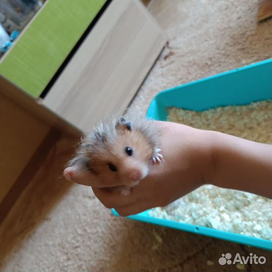 Сирийский хомяк с клеткой