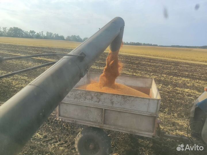 Просо красное