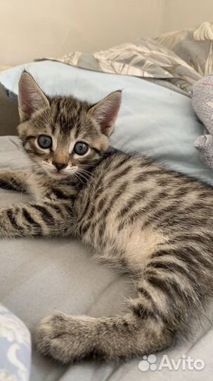 Котенок в добрые руки