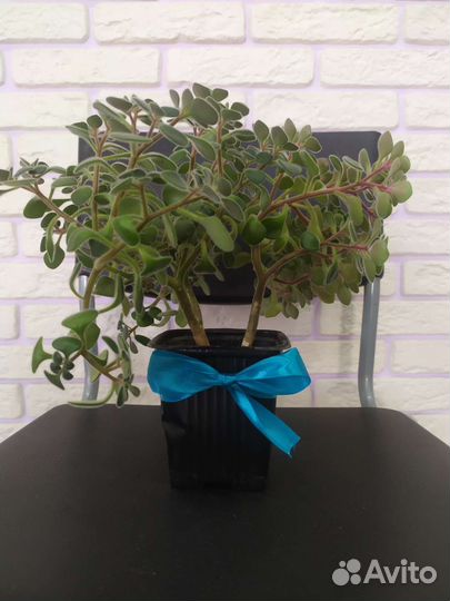 Аихризон дерево любви