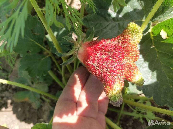 Рассада клубники купчиха