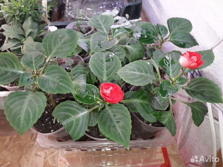 Бальзамины махровые (Ванька мокрый)