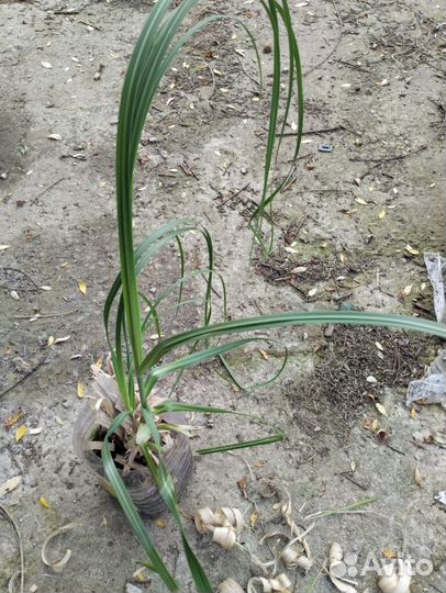 Кортадерия ирисы бородатые