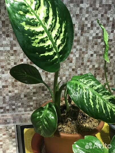 Комнатные цветы