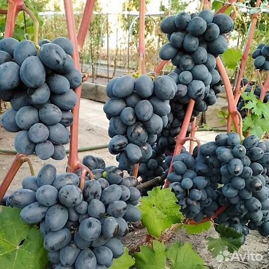 Саженцы винограда